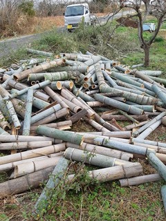 竹 根絶の技 竹の１メートル切り 莇生 の研究