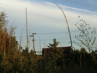 CIMG8537.JPG