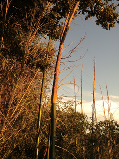 CIMG8541.JPG