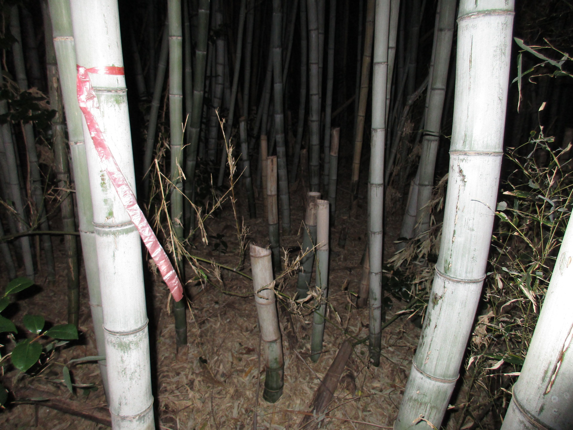 莇生で見つけた 竹の１メートル切り と 自分でもやってみた 莇生 の研究