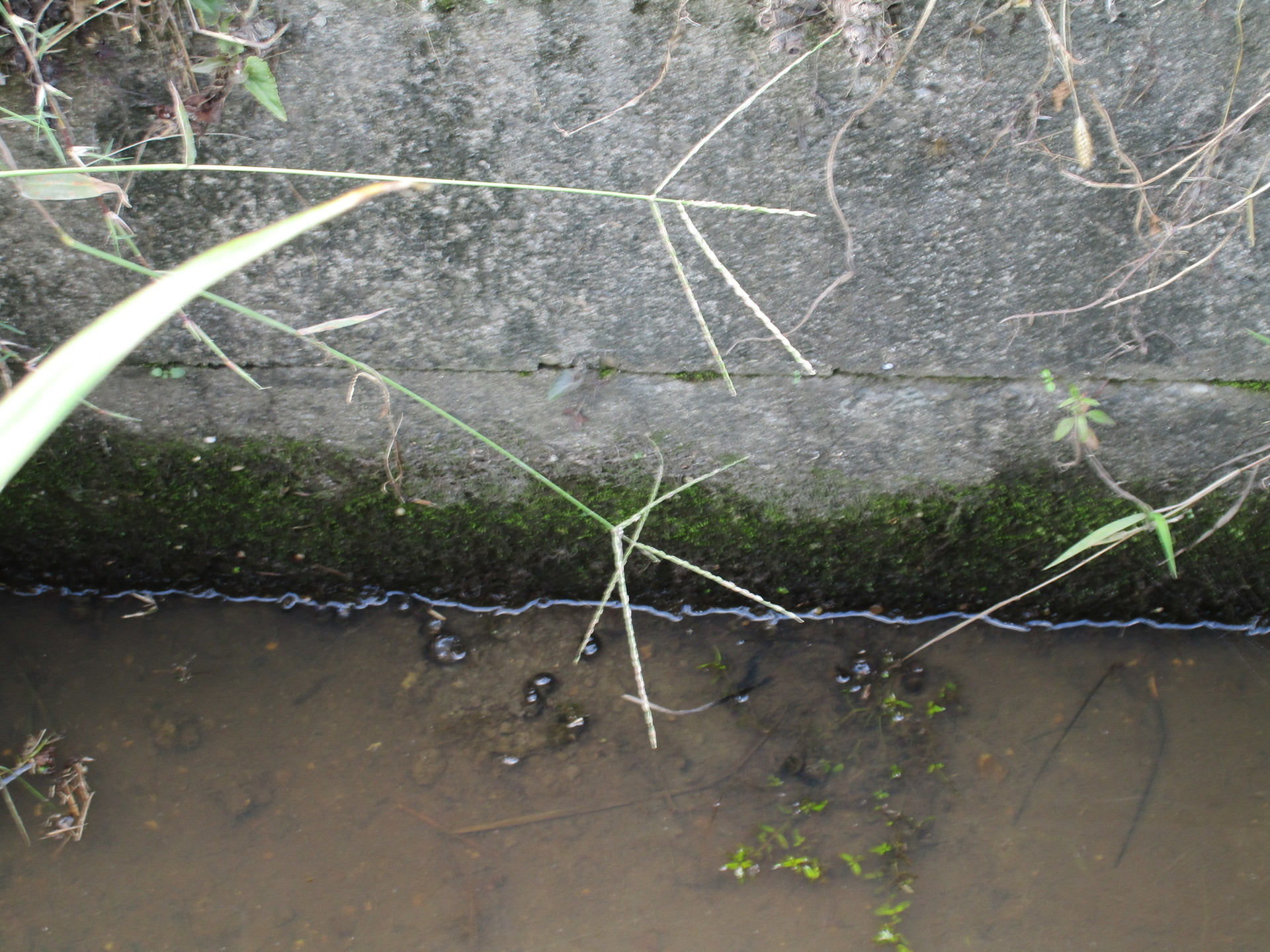 コンクリートから苔に覆われの水路へ 生態系豊かな河川の時代が必ず来る 莇生 の研究