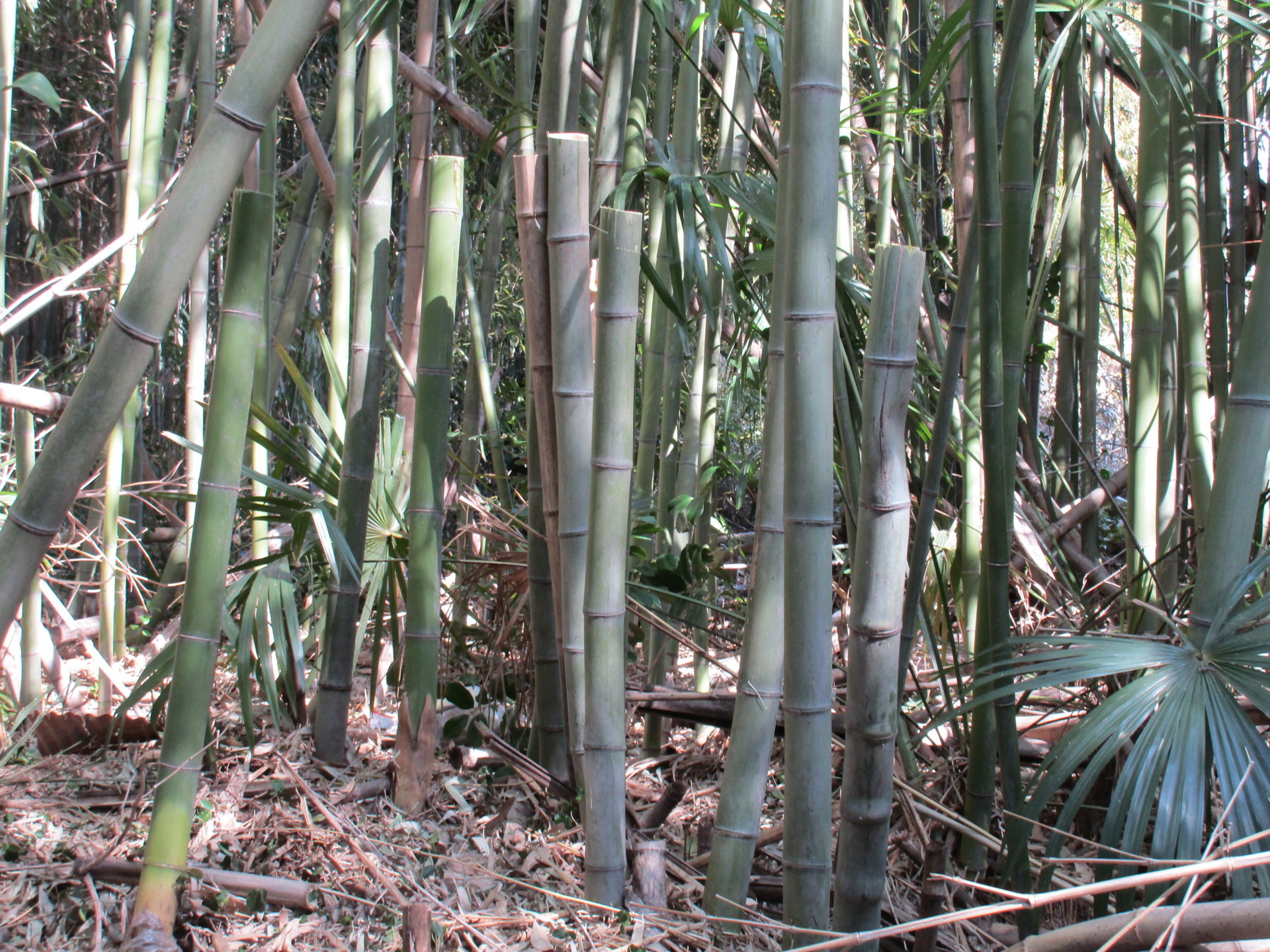 竹を簡単に竹炭にする方法 ドラム缶による解放型竹炭焼成方法について 莇生 の研究